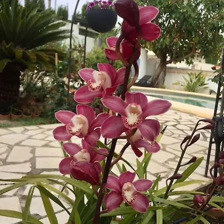 El Oasis Calp